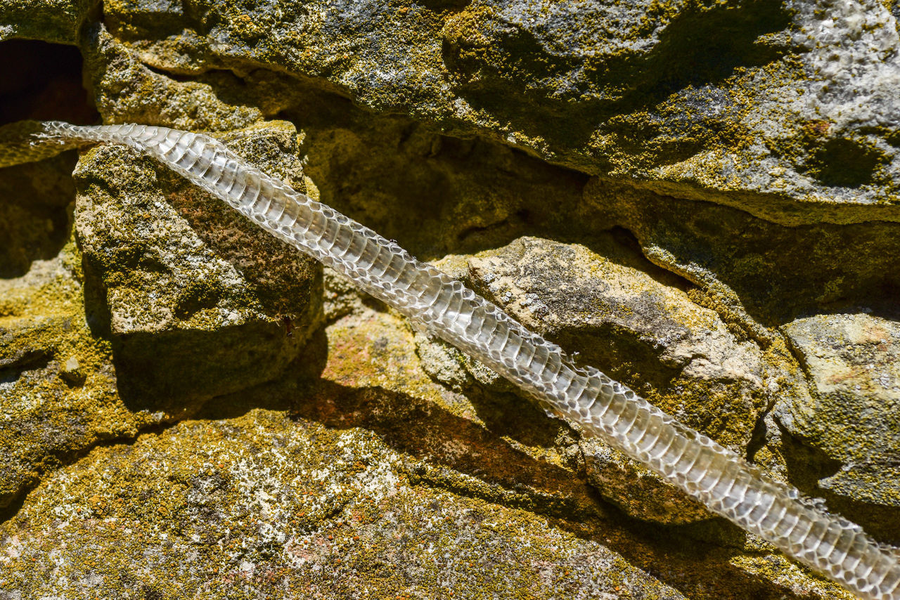 HIGH ANGLE VIEW OF CROCODILE IN SEA