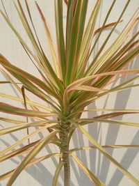 Close-up of palm leaf