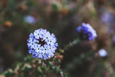 Close-up of purple flowers blooming outdoors