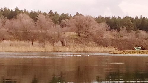 Scenic view of lake by trees against sky