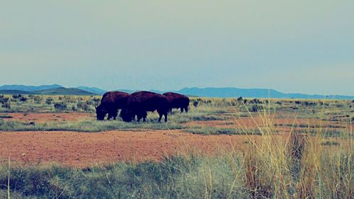 Scenic view of rural landscape