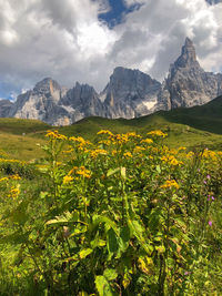 View of pale di san martino with yellow wild flowers in the summer, trentino alto-adige, italy