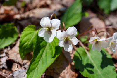 plant