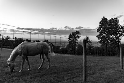 Horse grazing on field against sky