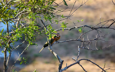 branch