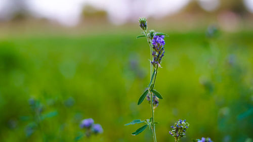 Close-up of insect on plant