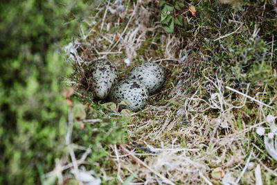 High angle view of bird in nest
