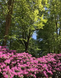 View of flowering plants in park