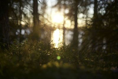 Sun shining through tree