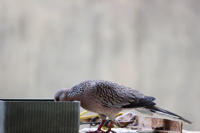 Close-up of bird perching on wood
