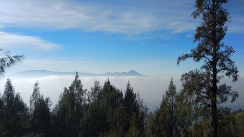 Panoramic view of trees on landscape against sky