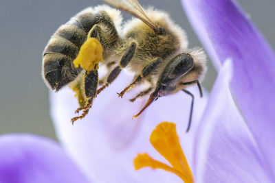 Close-up of bee pollinating on purple flower