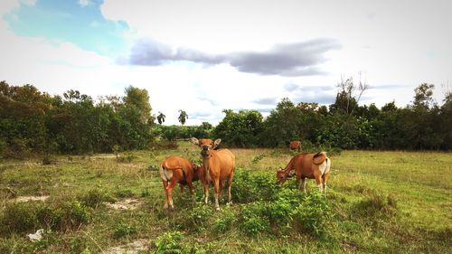 Horses standing on field against sky