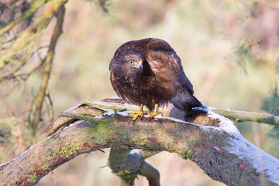 Buzzard perches on the branch of a sunny pine tree in winter