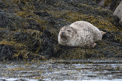 View of sheep in water