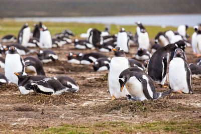 Penguins on beach
