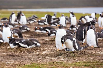 View of birds on beach