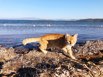 Cat lying on beach against sky