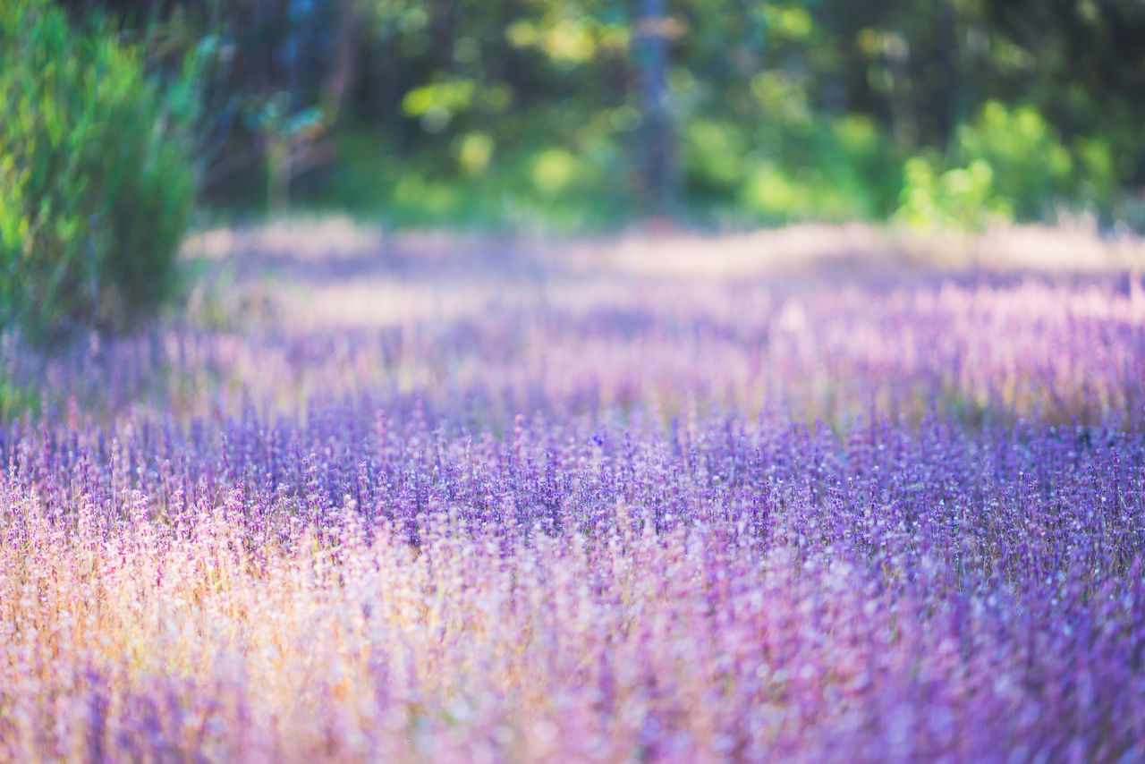 VIEW OF FLOWERING PLANTS ON FIELD