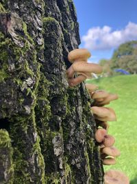 Close-up of mushrooms growing on tree trunk