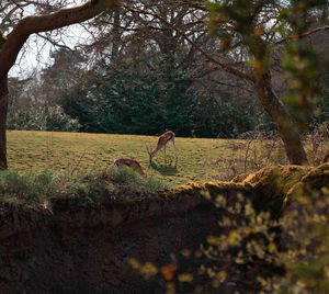 Rear view of man walking on field