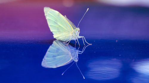 Close-up of insect on glass