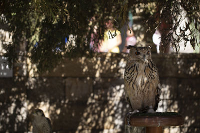 Portrait of owl perching on tree