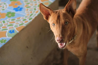 Close-up portrait of dog