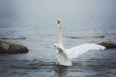Close-up of swan on lake