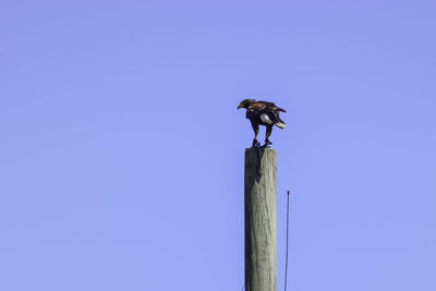 Low angle view of bird perching on wooden post against sky