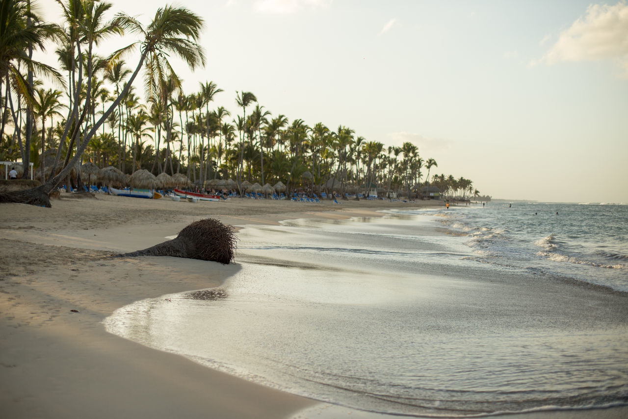 land, beach, sea, water, sky, tropical climate, palm tree, sand, body of water, tree, shore, ocean, nature, beauty in nature, scenics - nature, coast, plant, tranquility, wave, travel destinations, cloud, holiday, tranquil scene, vacation, trip, travel, environment, coconut palm tree, coastline, sports, idyllic, sunset, outdoors, tropics, tropical tree, no people, tourism, island, landscape, motion, bay, day, sunlight, seascape, water's edge, water sports, sun, horizon over water, summer, relaxation