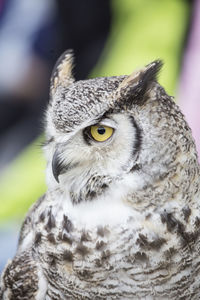 Close-up portrait of owl