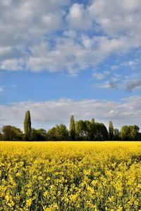 Scenic view of oilseed rape field against sky