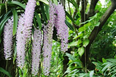 Close-up of purple flowering plants