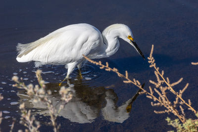 Egret on a lunch hunt