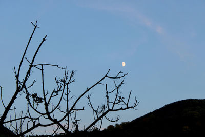 Low angle view of silhouette tree against sky at dusk