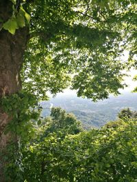 Low angle view of trees in forest