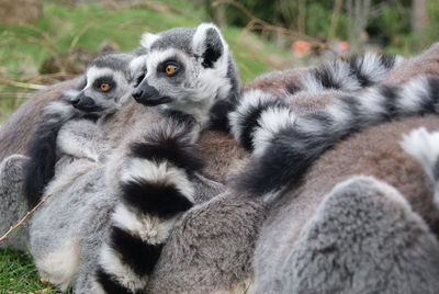Close-up of lemurs in zoo