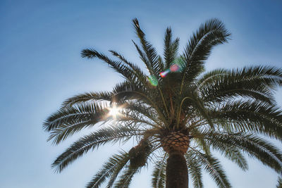 Low angle view of palm tree against clear sky