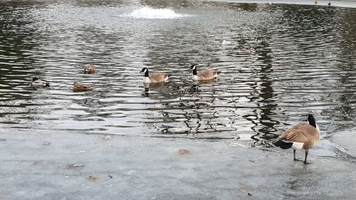 Birds in a lake