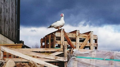 Low angle view of birds perching on built structure