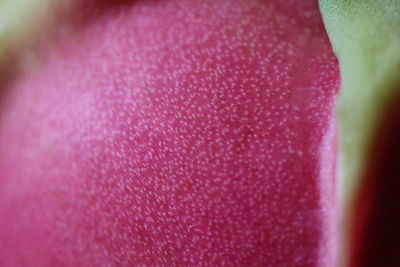 Close up of pink flower