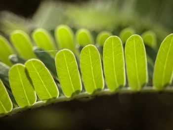 Close-up of green leaves