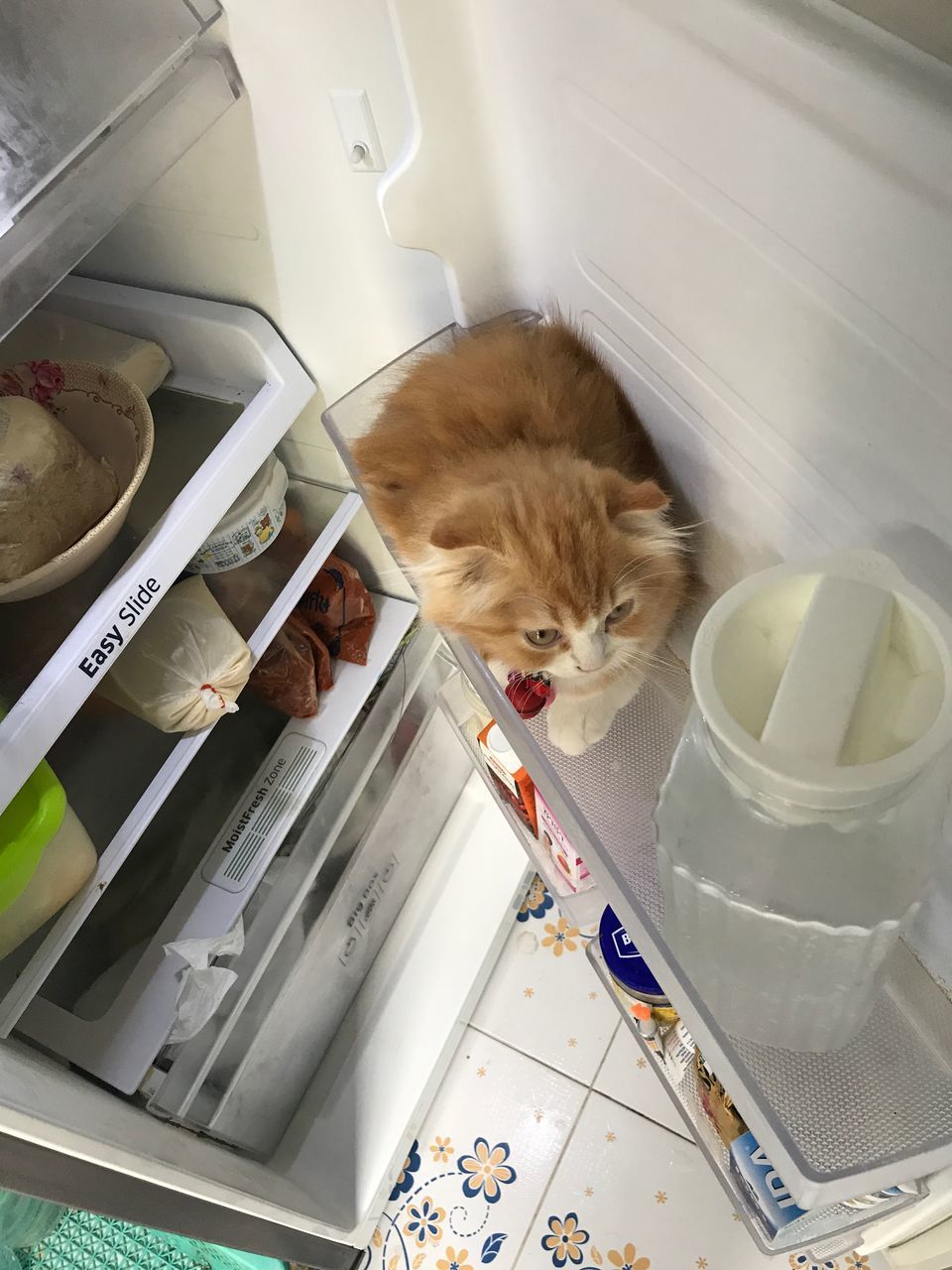 HIGH ANGLE VIEW OF CAT AND KITTEN IN CONTAINER