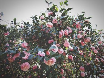 Close-up of flowers growing on tree
