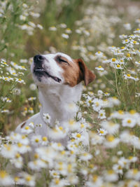 Dog looking away on field