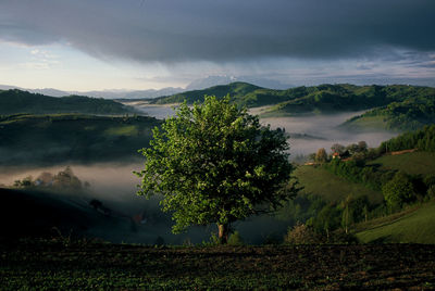 Trees on field against sky