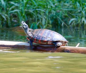 Close-up of tortoise on water