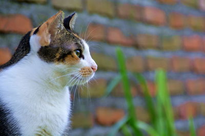 Close-up of cat