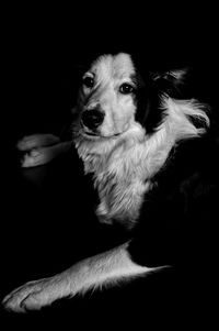 Portrait of dog sitting against black background